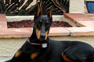 Jade - Doberman3