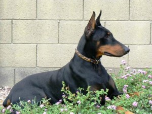 Jade - Doberman4