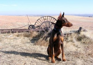 Tango - Doberman 